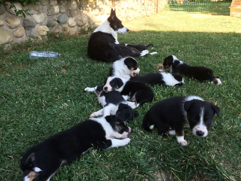 Des Sauges Bergères - Border Collie - Portée née le 30/05/2016