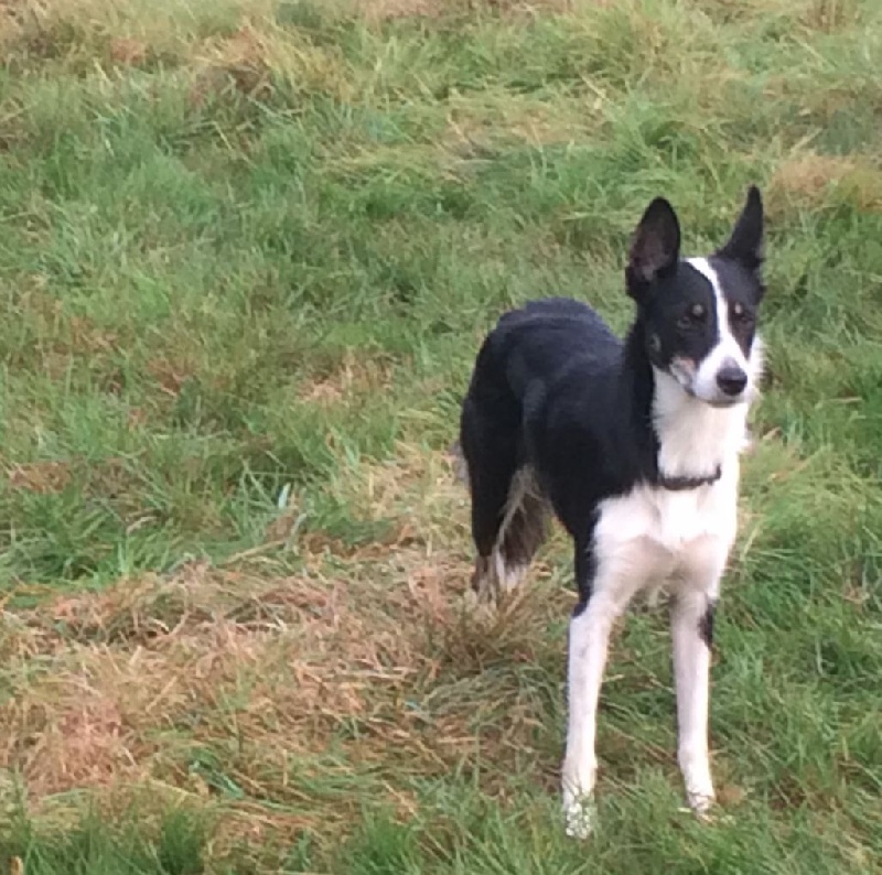 Loki Des Sauges Bergères