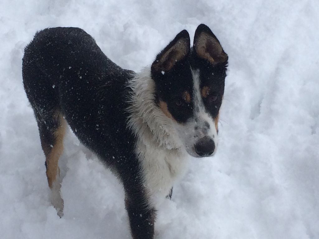 Mascotte Des Sauges Bergères